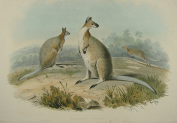 John Gould Macropods